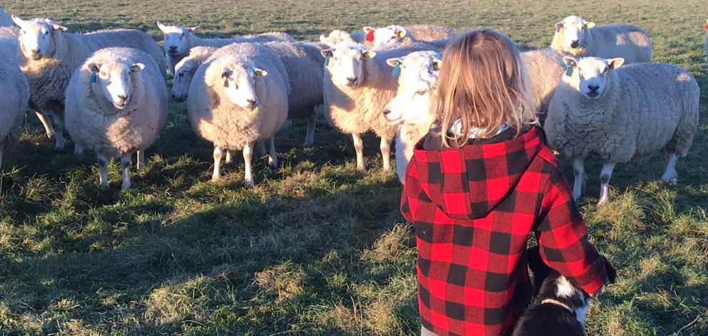 Emmie Paterson (6) inspects some sheep with Brian the dog. Photo: Paterson family