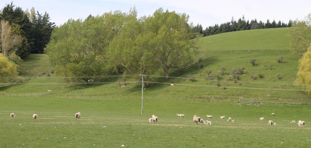 Mr Nicholson said since going organic they drenched only about 10% of their fattening lambs with a conventional drench and some years they did not have to drench any at all. Photo: Ashleigh Martin