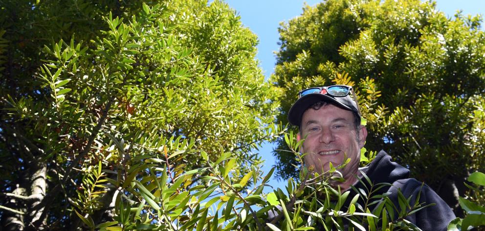 Dunedin Amenities Society president Paul Pope gets among a kauri tree grove established near...