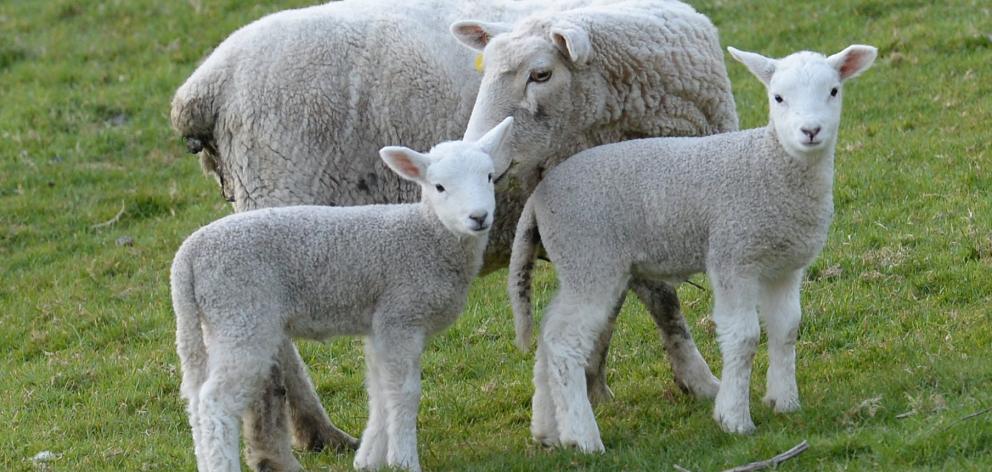 Lamb prices are expected to remain healthy over the rest of the season.  Photo: Linda Robertson