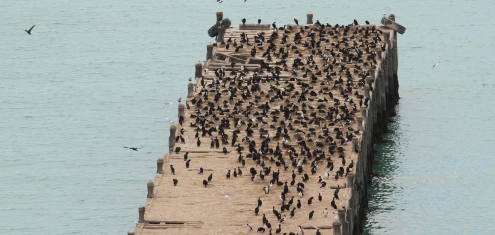 Oamaru’s Sumpter Wharf is now home to probably the largest colony of Otago’s only endemic seabird...