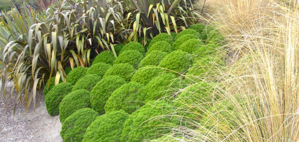 A heap of hebes. Photo: ODT