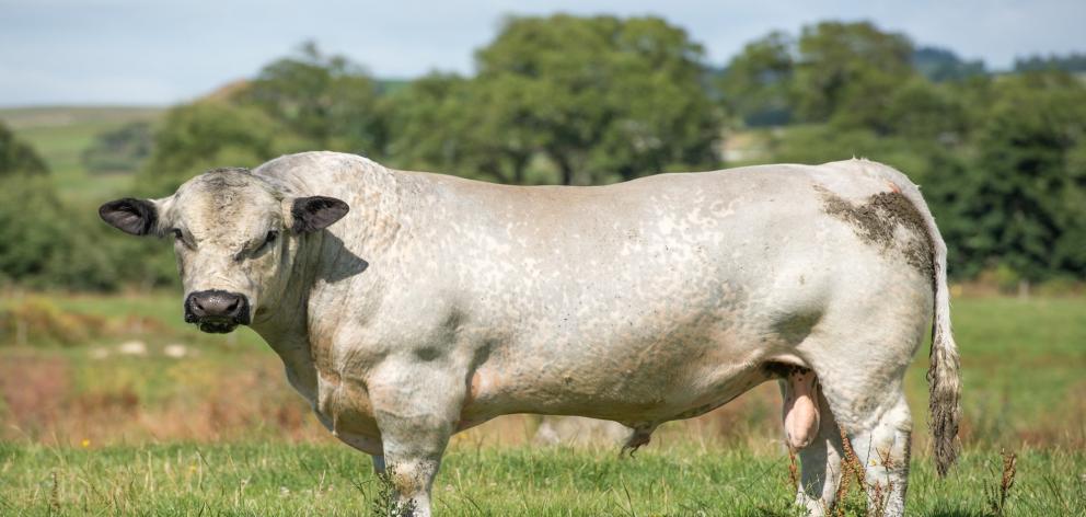 The demand for Speckle Park semen straws has doubled in the past year for Aniwaniwa Speckle Park stud owners Mark and Lesley Tiller, of Pomahaka. The bull, Aniwaniwa K6, is doing his bit to meet demand and being used over dairy cows and Angus cows. Photo: