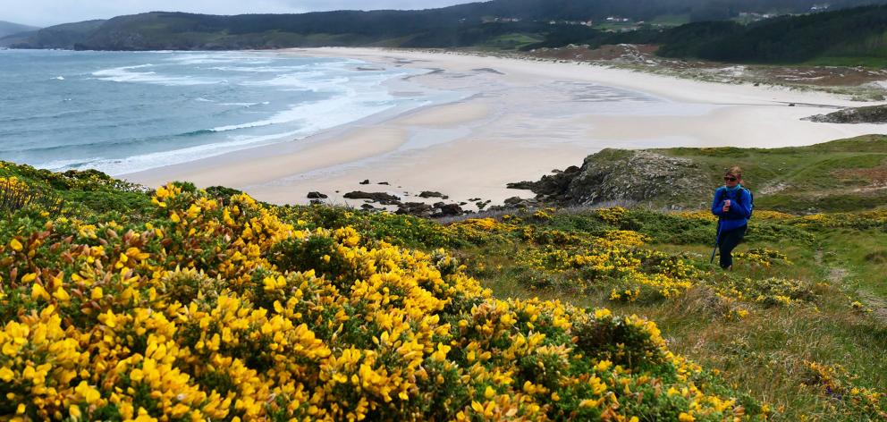 The hiking trail runs along deserted beaches and hillsides covered with brilliant yellow gorse...