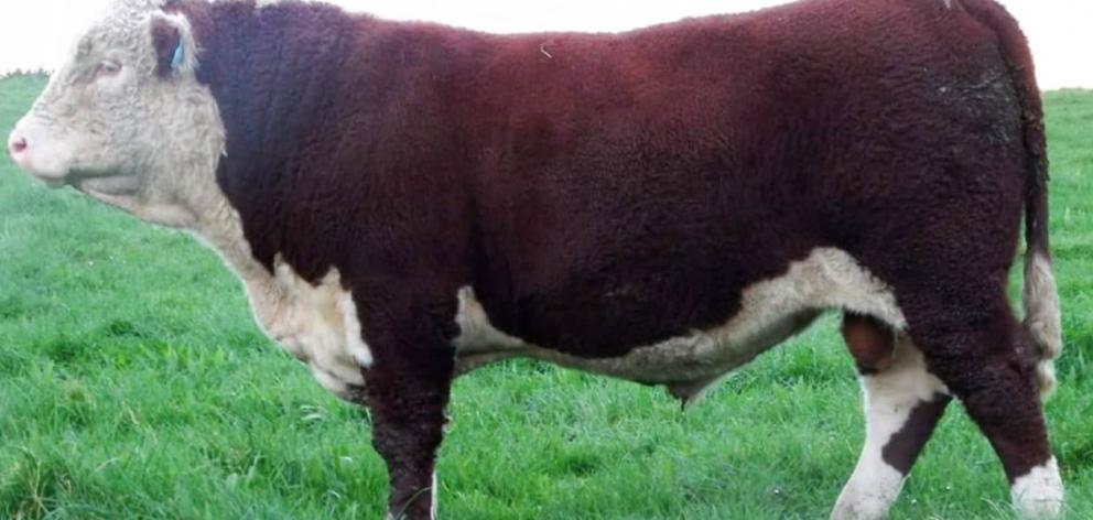 Matariki Jetson, the latest addition to Waikaka Herefords. Photo: Paterson family Matariki Jetson, the latest addition to Waikaka Herefords. Photo: Paterson family