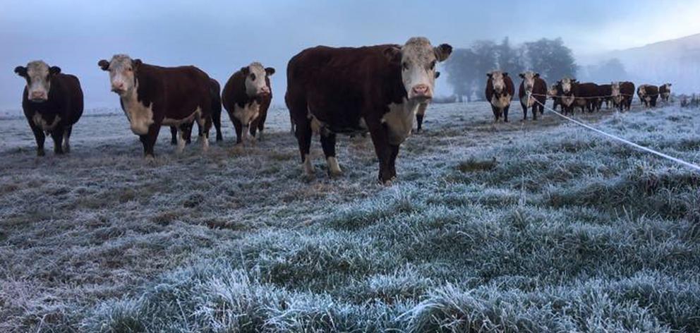 Hereford cattle at Waikaka Station. Photo: Paterson family