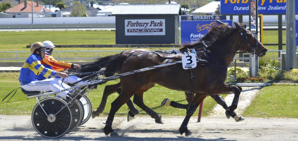 Whatasista and driver Matthew Williamson nose out Larch and Nathan Williamson at Forbury Park....