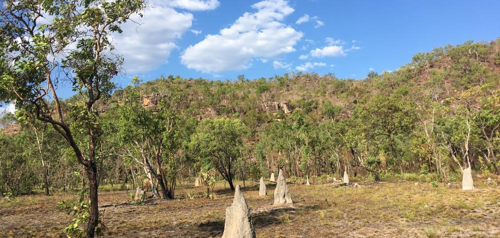 Termite mounds on the way to Ubirr. Photo: Pam Jones Termite mounds on the way to Ubirr. Photo: Pam Jones