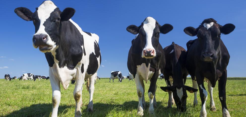 But weighing heavy on global dairy prices, in turn weakening forecast farm gate payouts in New...