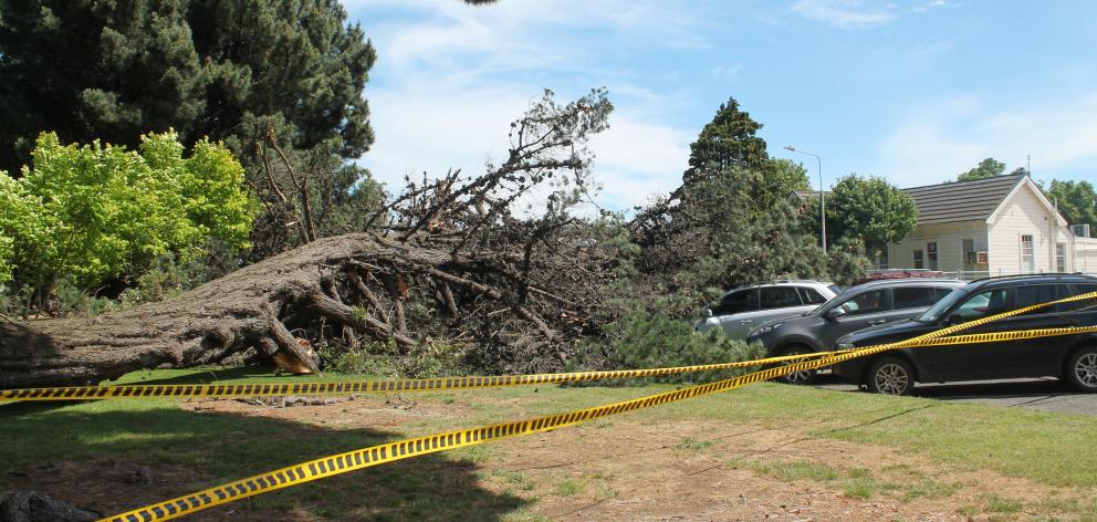 cars damaged after tree falls in invercargill otago daily times online news
