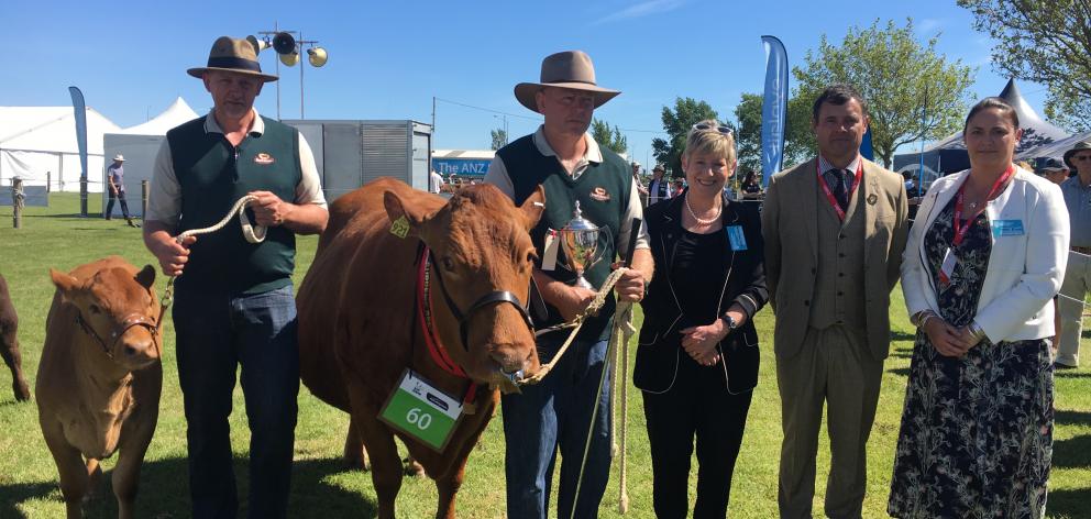 Blenheim police constable Richard van Asch (second from left) was pleased to win the supreme animal title at the New Zealand Agricultural Show with his 9-year-old South Devon cow with calf at foot, led by Greg Cottam (left), of Springbank, near Rangiora. 