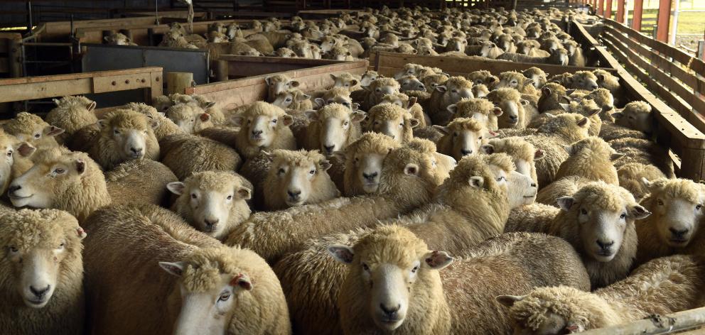 New uses are being investigated for coarse wool. Photo: ODT
