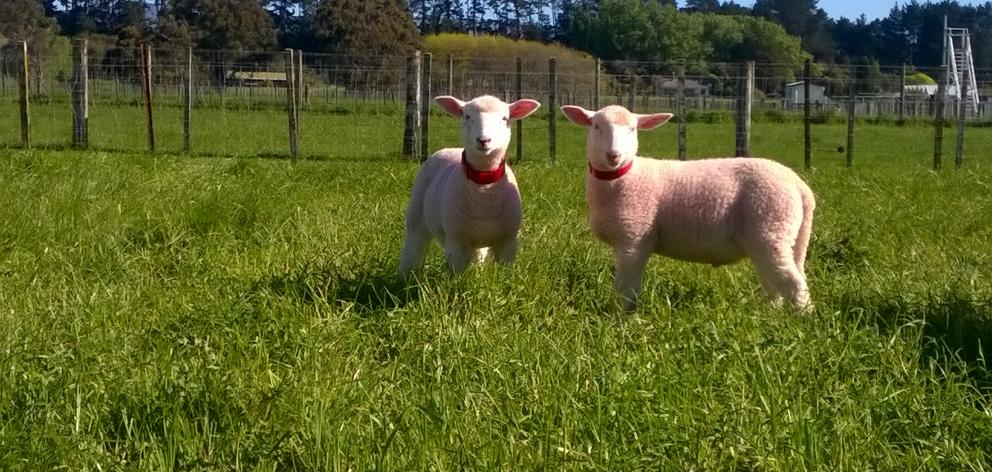 AgResearch senior scientist Dr Sue McCoard has been researching optimising lamb rearing practices for the past five years and was in Gore recently to hold a workshop for farmers. She said the research was linked to the ``expansive'' dairy sheep industry. 