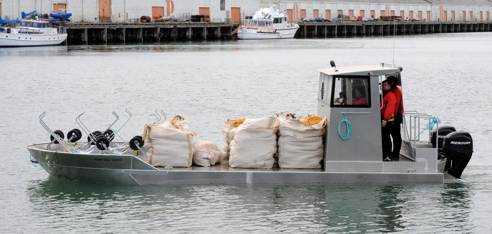 Southern Clams can begin harvesting in Otago Harbour again; pictured is purpose-built barge Tuaki bringing the first four-tonne load of cockles from the harbour back to the company's city factory in 2009. Photo: Stephen Jaquiery