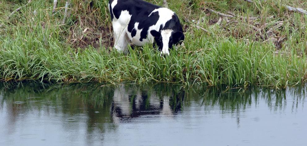 Riverside grazing on the Taieri River. Photo: Stephen Jaquiery