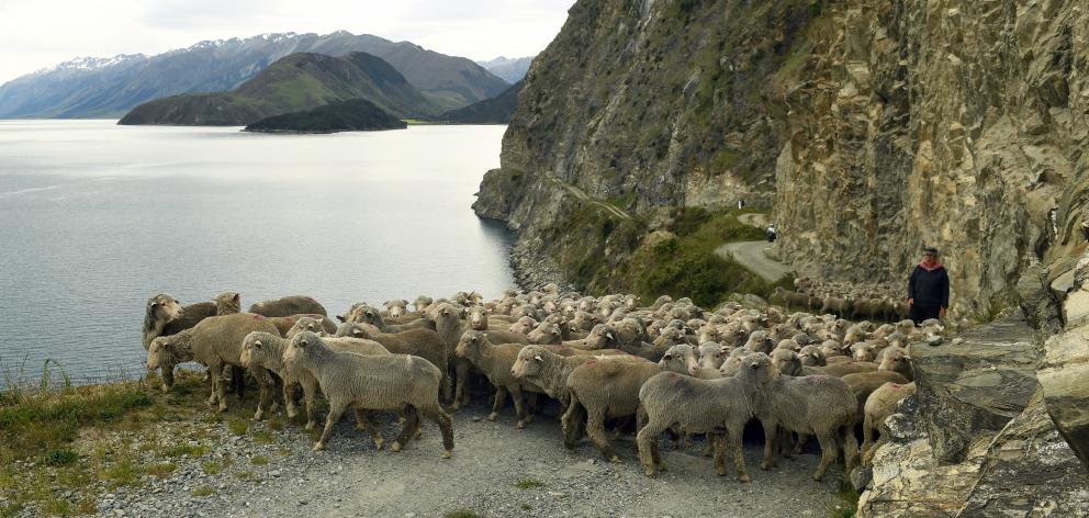 Nicky Mead, of Dingleburn Station, musters merino wethers around a road cut into the bluffs which...
