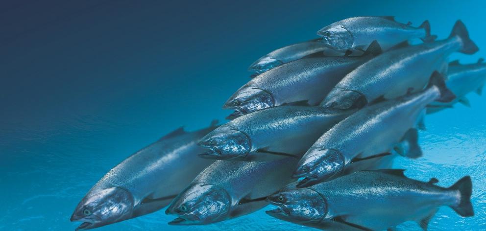 Salmon at a fish farm. Photo: Supplied
