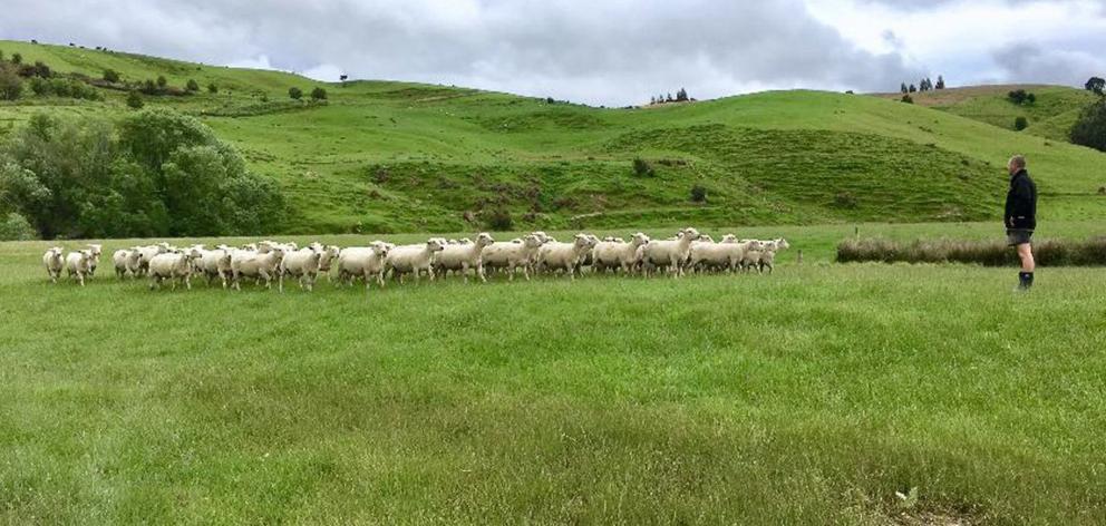 Don Murray, of Lawrence, views some of his Southdown sheep. Photos: Supplied