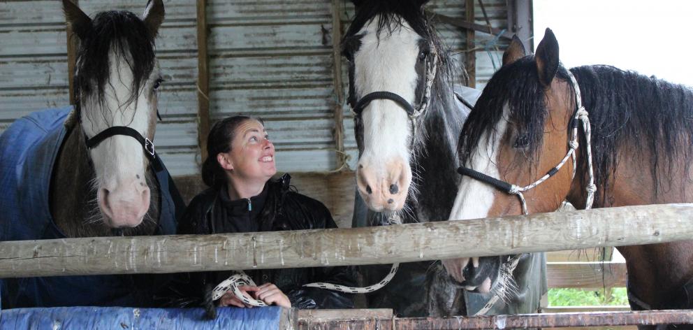 Rebecca Stewart gets her beloved Clydesdale horses out of the rain last week. Photo: Ella Stokes