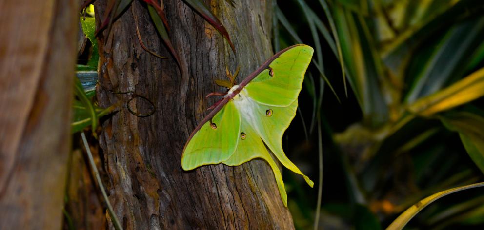 This African moon moth, Argema mimosae, is big, yellow-green and has long tails on its wings. Photo: Getty Images
