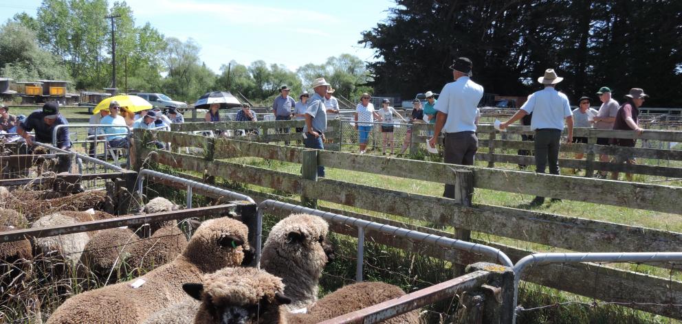 This year's Black and Coloured Sheep Breeders' Association of New Zealand national sale will again be held outdoors at the Waimate showgrounds. Photo: Sally Brooker