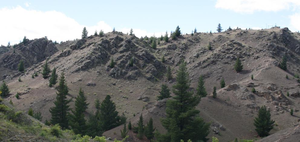 Wilding pines near Alexandra. Photo: Supplied