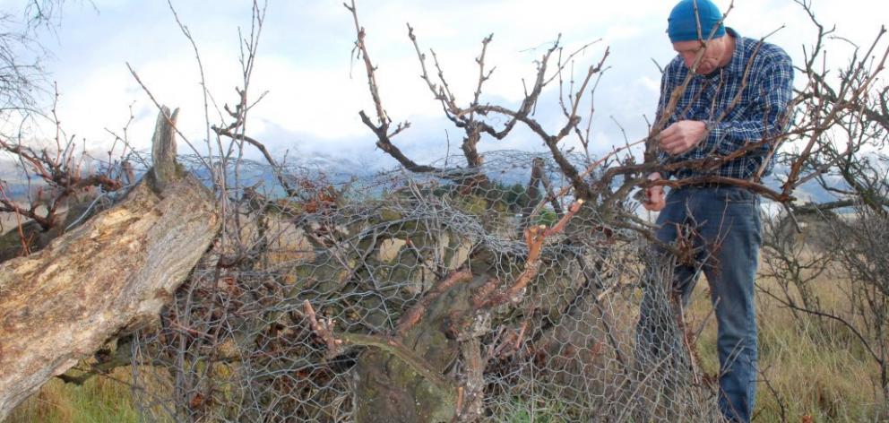 Quartz Reef co-owner Rudi Bauer prunes a vine, believed to have been planted in the late 1880s by a gold miner, near Bendigo Station. Photo: Supplied