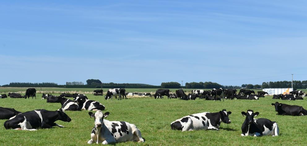 Meanwhile, cows sun themselves in a Southland paddock. Photo: Gregor Richardson