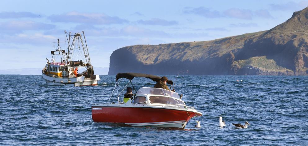 A Hector’s dolphin leaps out of the water near a fishing trawler. Photo: Megan McPherson