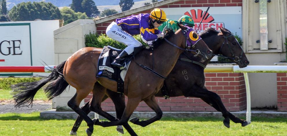 Gallant Boy and rider Terry Moseley fight back to win the White Robe Lodge Weight For Age from...