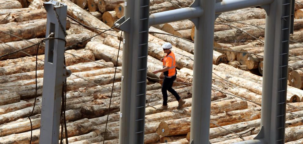 City Forest trees are loaded on a ship in Port Chalmers. PHOTO: STEPHEN JAQUIERY

