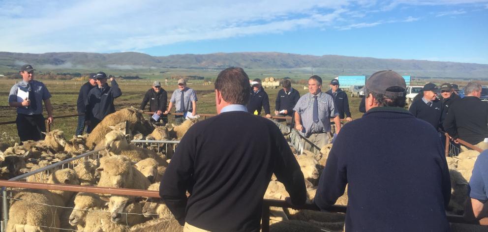 Buyers inspect lambs at the Maniototo last muster lamb sale held last week. Photo: Supplied