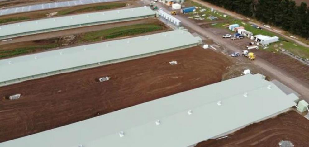 Mid Canterbury's new poultry farm, owned by Kiwi Free Range Ltd, near Chertsey, north of Ashburton has two of its eight sheds completed. Photo: Supplied