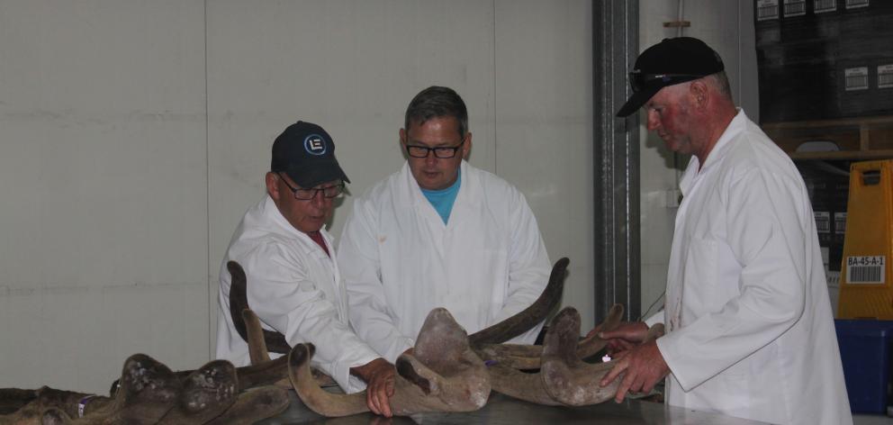 Judging the four-year-old velvet class during last week's Elk and Wapiti Society of New Zealand's annual velvet competition at The Gate in Cromwell are (from left) DeerNZ's Tony Pearse and Rhys Griffiths, along with Littlebourne Stud's Geoffrey Pullar, of