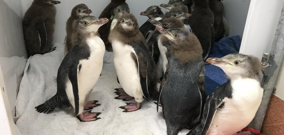 Packed together in safety at the Dunedin Wildlife Hospital last week, yellow-eyed penguin chicks wait patiently for their salmon smoothies. Photo: Dr Lisa Argilla
