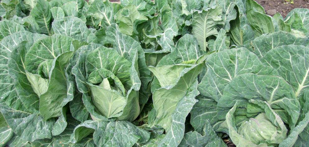 Cabbages and cauliflowers can be planted now for spring harvests. Photo: Gillian Vine 