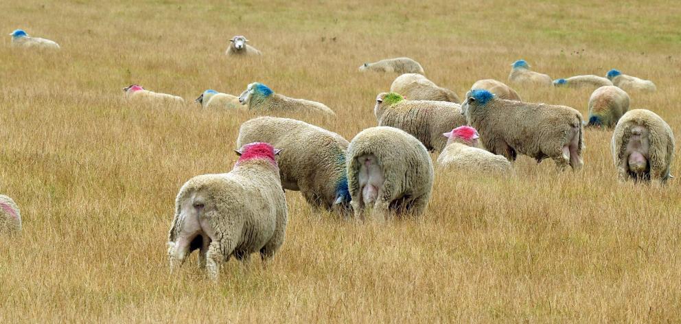 Coloured rams in a paddock near Clarks Junction. PHOTO: STEPHEN JAQUIERY