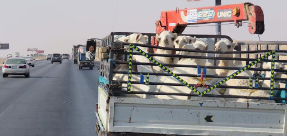 Camels ride in the back of a ute on the highway. Photo: Deborah Heron