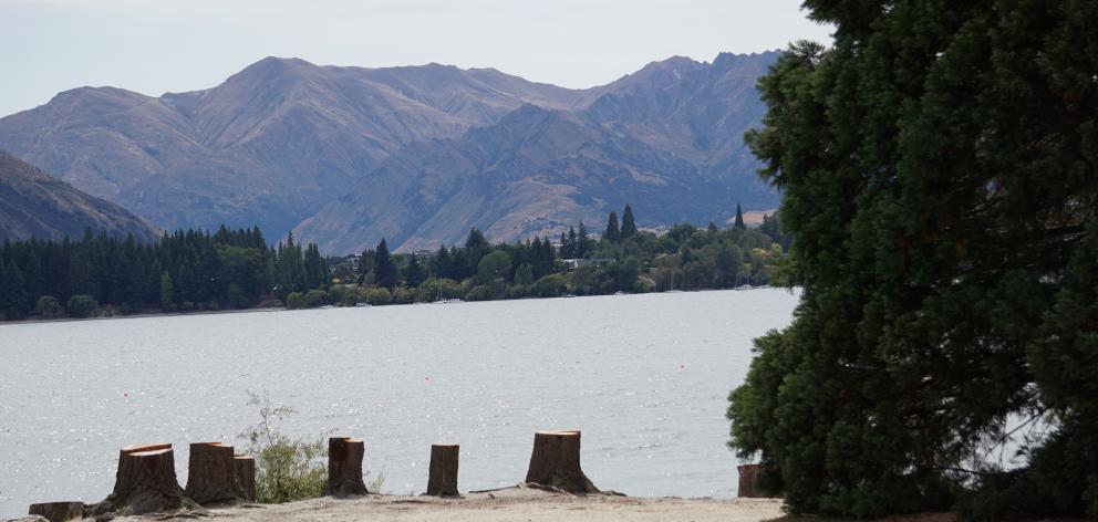 These cut trees on the Roys Bay foreshore identify the location where the construction of the...