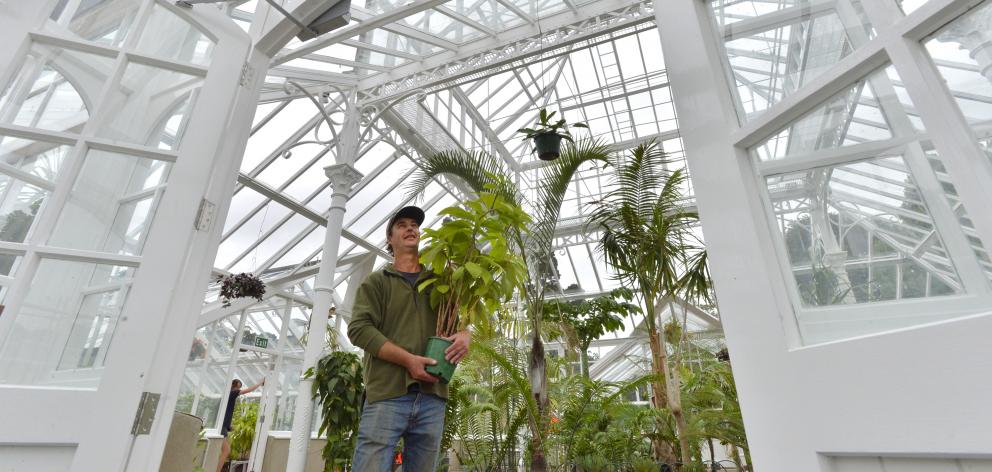 Adding the final touches to the Dunedin Botanic Garden winter glasshouse is curator Stephen Bishop in preparation for the official reopening of the 110-year-old Edwardian building today. Photos: Gerard O'Brien