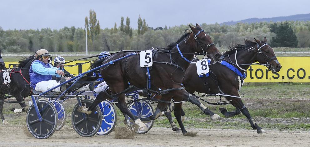 A G's White Socks (number 5) ends his season with a swooping win in the Rangiora Classic...