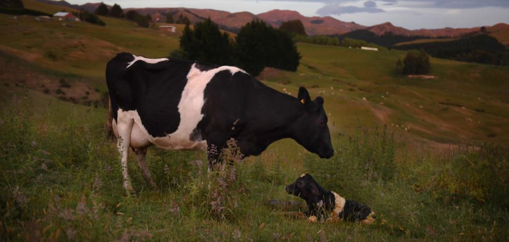 Stagnant global milk supply and robust demand is expected to support strong prices over the...