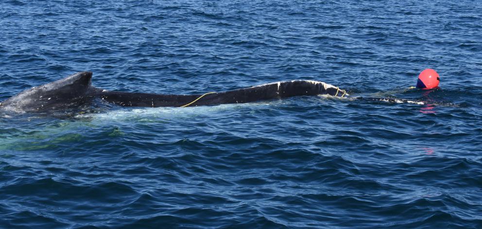 A humpback whale wrapped in fishing line and a buoy, spotted about 10km off the Karitane coast...