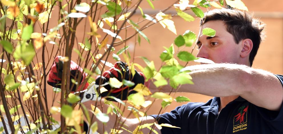 Blake Kuiper, a second year horticulture apprentice at the Dunedin Botanic Garden, prunes a birch...