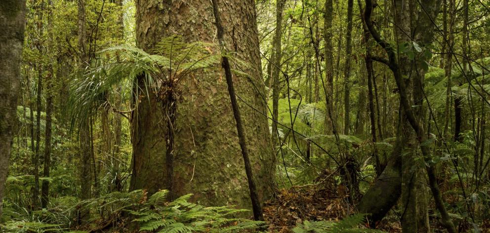 Our forests may be absorbeing up to 60% more CO2 than we thought. Photo: file