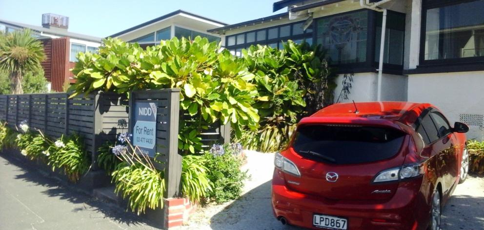 A trio of young pukanui trees in St Clair, Dunedin. They appear quite happy, planted close to the...
