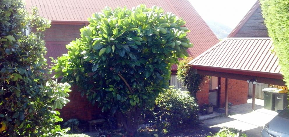 The largest pukanui I’ve seen in Dunedin grows in Waverley. I’m sure there must be many similar...