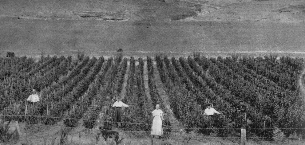 Portion of a crop of 9000 tomato plants on Mr Phil Miller's orchard, Cromwell Gorge. - Otago Witness, 21.5.1919 