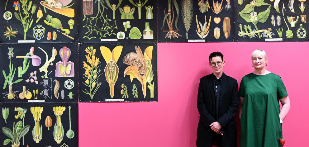 Artist Heather Straka (left) and Hocken pictorial collections head curator Robyn Notman during the hanging of botanical teaching charts produced in Germany from 1894 onwards and held in University of Otago Department of Botany records. Photos: Craig Baxte