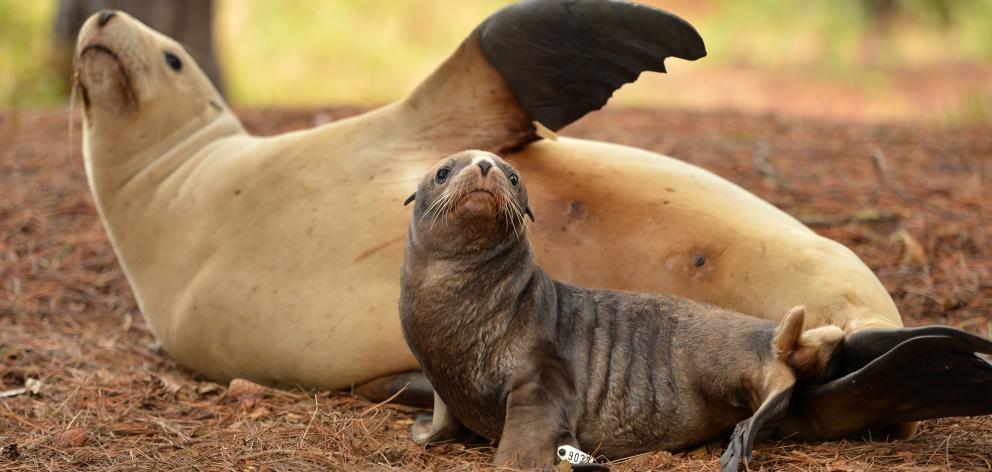A sea lion mother Joy relaxes with her pup Rua near the Warrington domain months before Rua was...